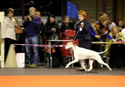 Порбедитель Латвии 2014, Международная выставка собак в Риге, Латвия